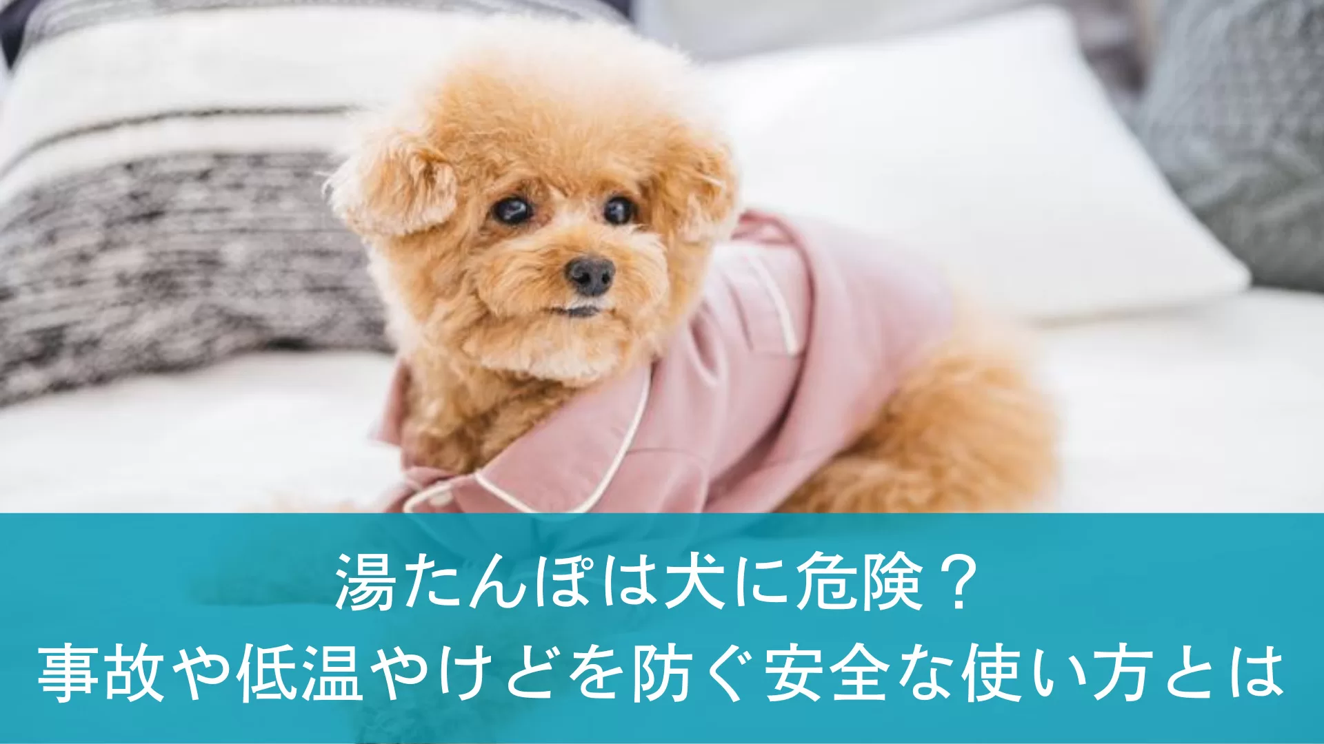 湯たんぽは犬に危険？事故や低温やけどを防ぐ安全な使い方とは